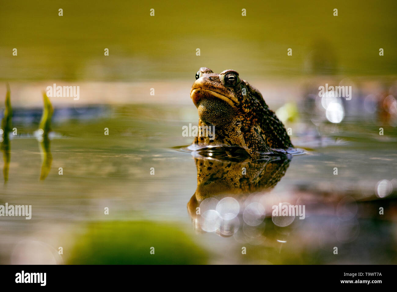 Tiere Amphibien Malden Park Teich American Toad Augenhöhe in einem lokalen Teich Stockfoto