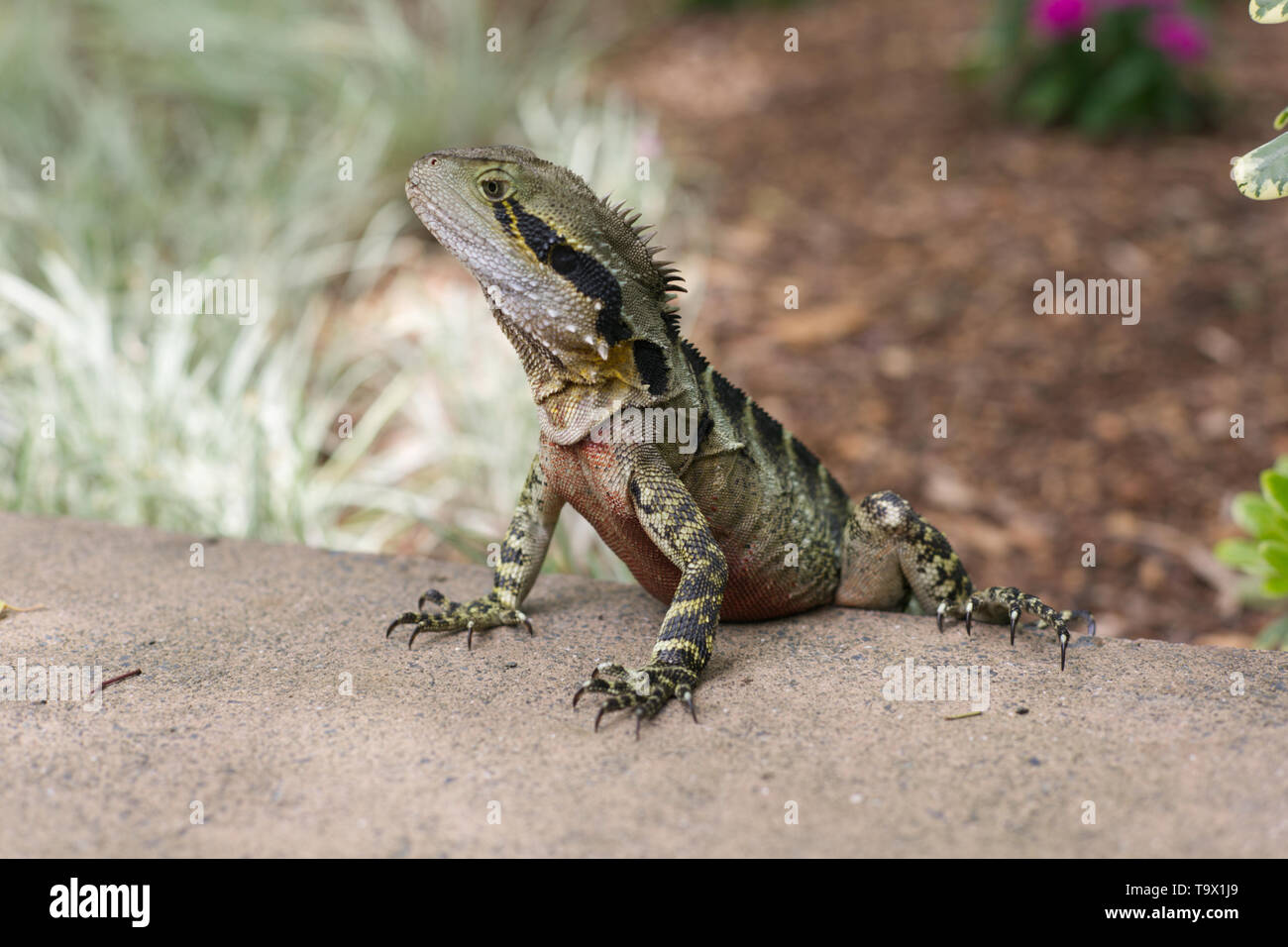 Wasser Drache auf Guard Stockfoto