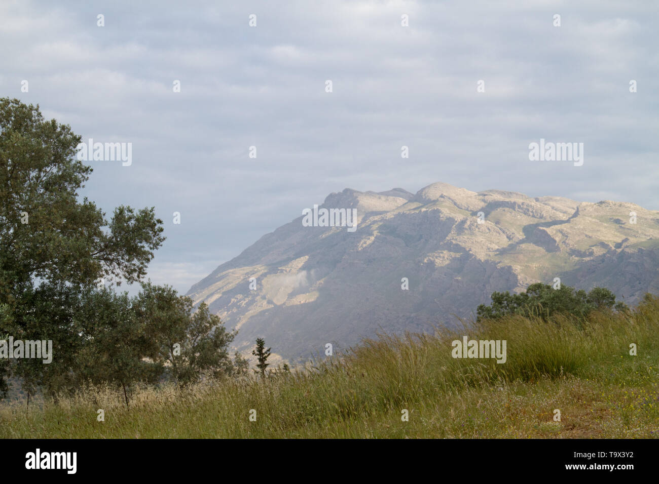 Landschaft auf Kreta, Griechenland. Morgen Licht auf dem Berg Kedros, im Vordergrund eine Wiese Stockfoto