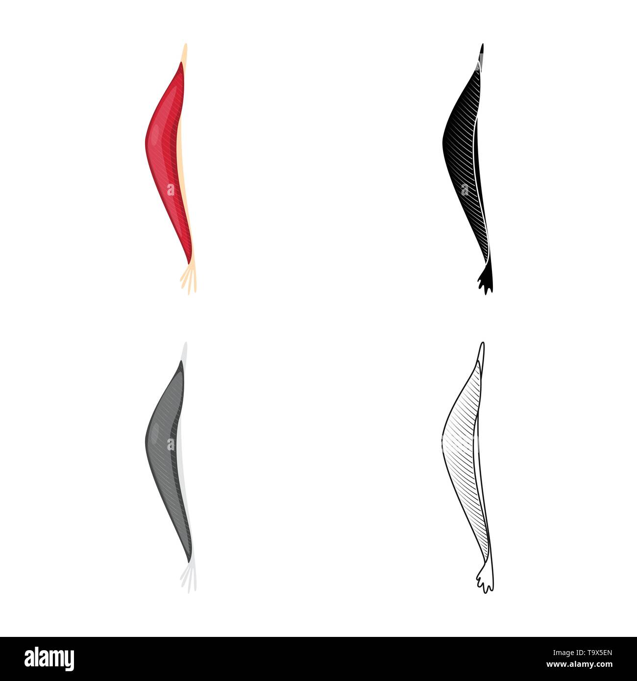 Vektor Design der Faser und muskulös. Sammlung von Faser- und Körper Symbol für das Web. Stock Vektor