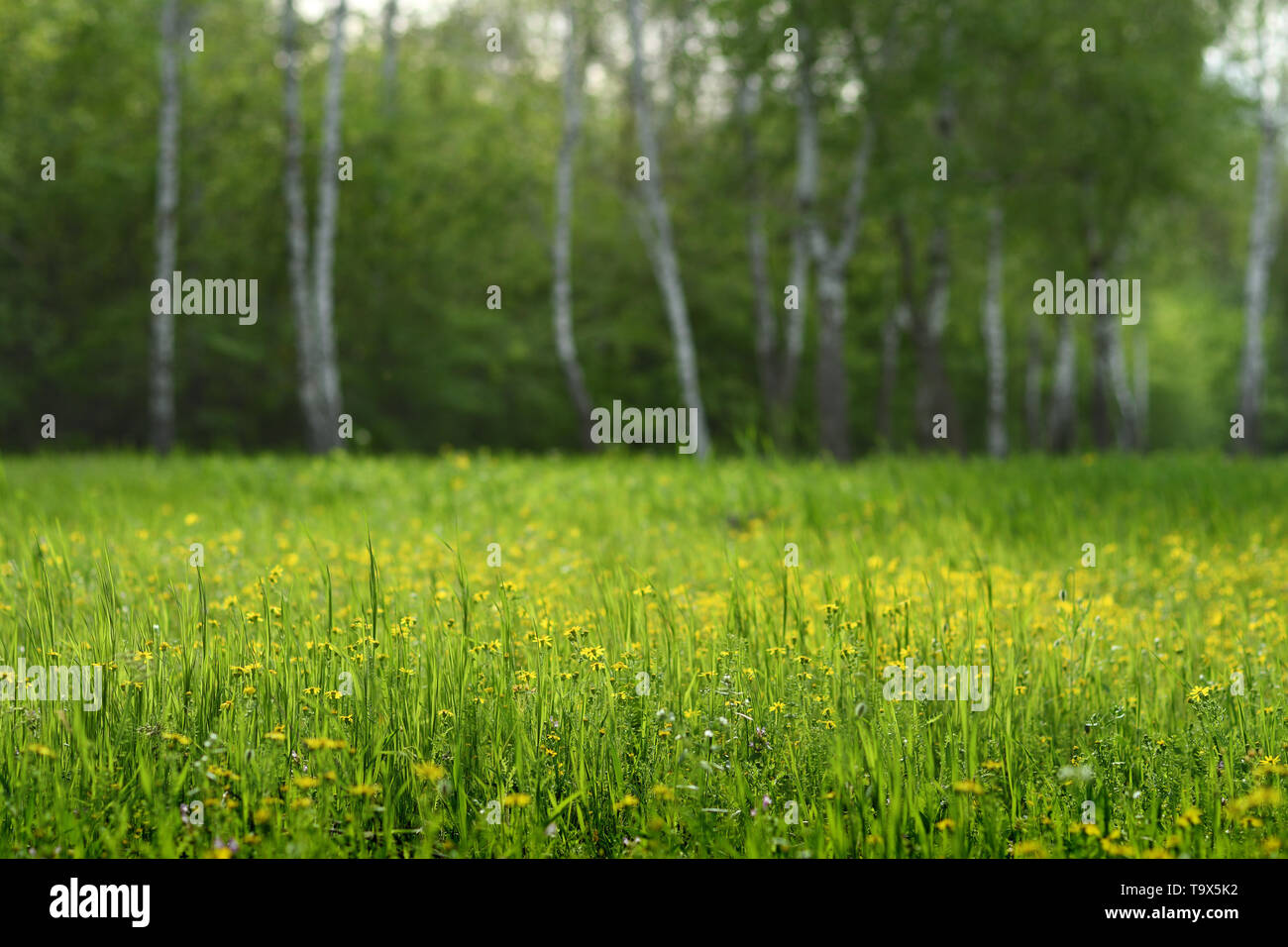 Gras und Blumen auf Frühling glade in Birke Wald. Flache Tiefenschärfe Stockfoto