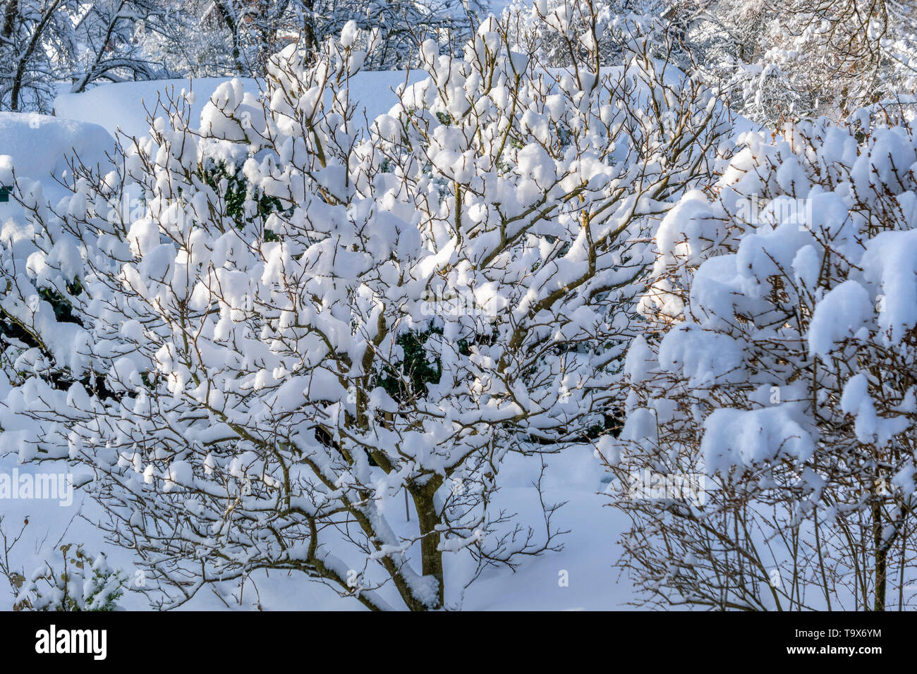 Mit frischem Schnee bedeckt Magnolienbaum im Garten, Tutzing, Bayern