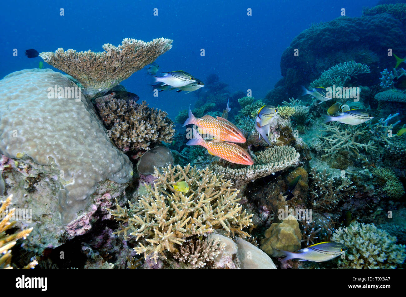 Schwarze Goatfishes, Parupeneus Spirulus, Schwimmen in einem vielfältigen Korallenriff auf Seche Croissant, Noumea, Neukaledonien Stockfoto