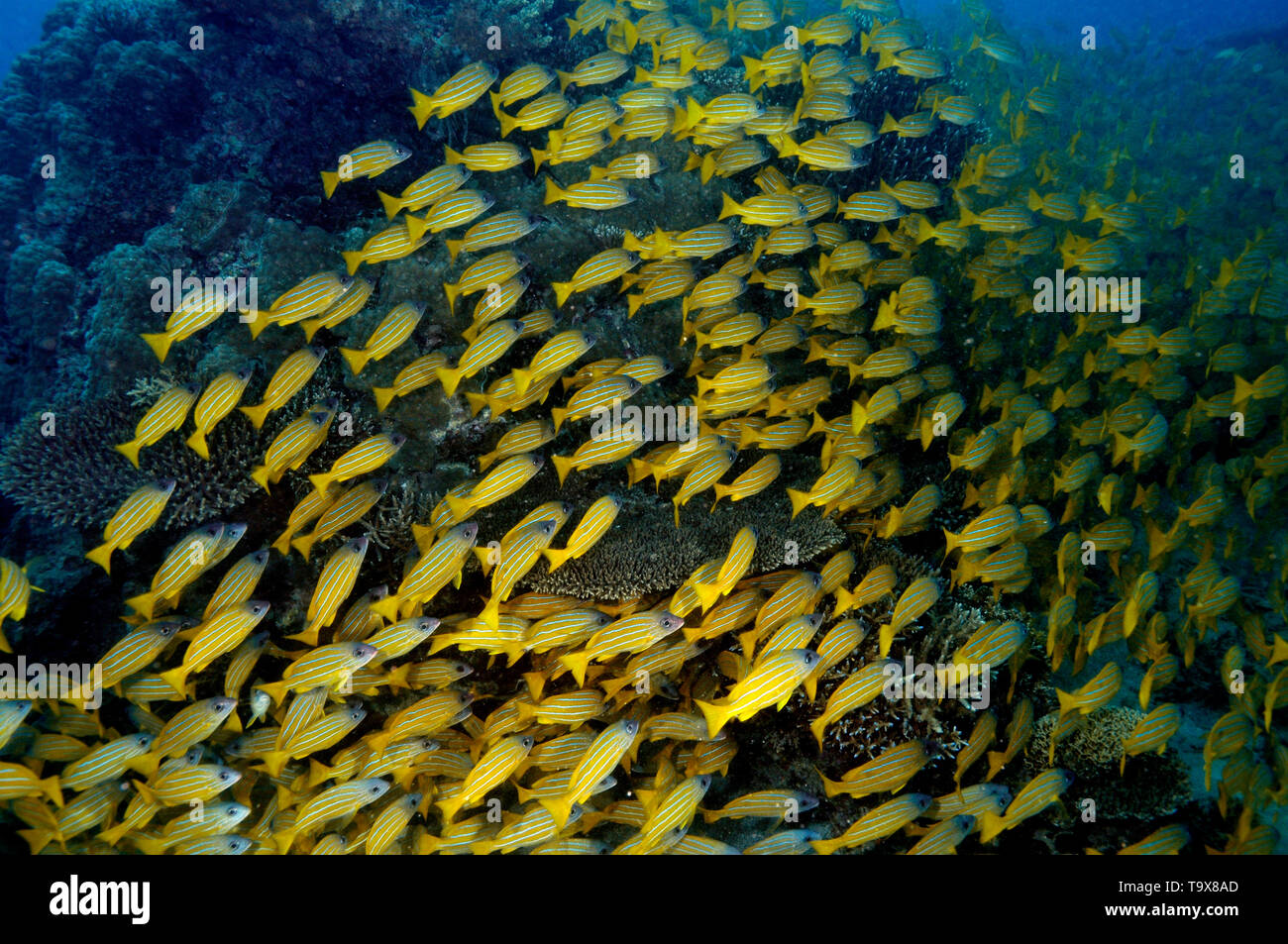 Schule der französischen Grunzen, Haemulon Flavolineatus, Seche Croissant, Noumea, Neukaledonien Stockfoto