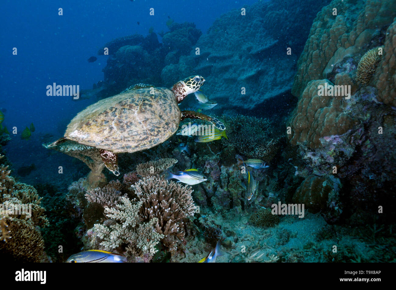 Echte Karettschildkröte, Eretmochelys Imbricata in einem Korallenriff auf Seche Croissant, Noumea, Neukaledonien, Südpazifik Stockfoto
