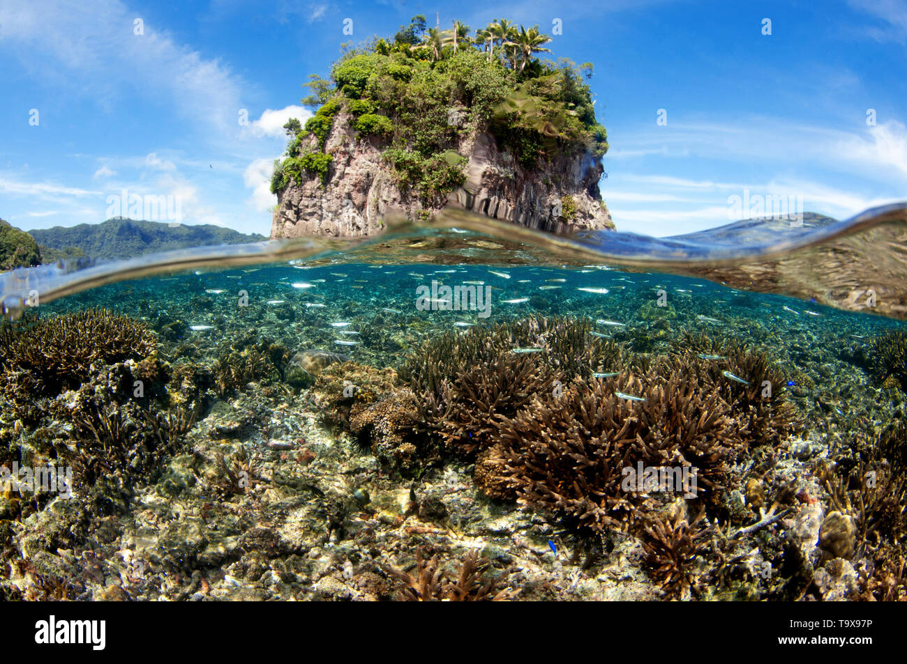 Flache coral Kopf an fatu oder Blumentopf Rock, Pago Pago, Insel Tutuila, Amerikanisch Samoa Stockfoto