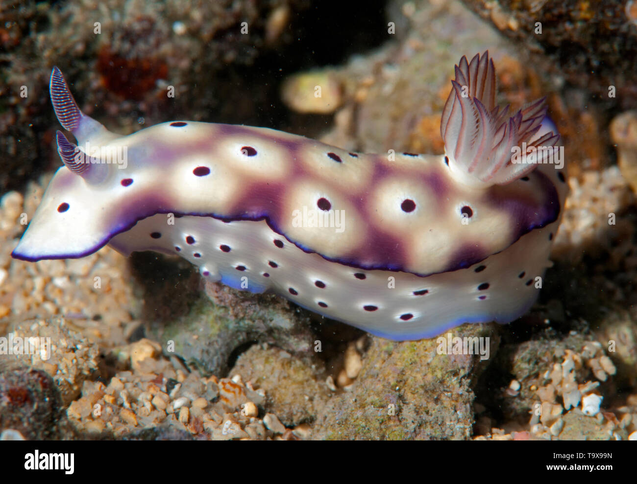 Sea Slug oder Nacktschnecken, Doris tryoni, Fagaalu Bay, Pago Pago, Insel Tutuila, Amerikanisch Samoa Stockfoto