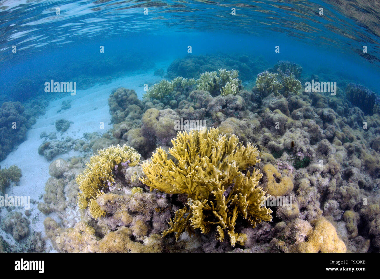 Fire Coral, Millepora alcicornis, unter toten Korallenriff an der Maragogi natürliche Pools, Maragogi, Alagoas, Brasilien Stockfoto