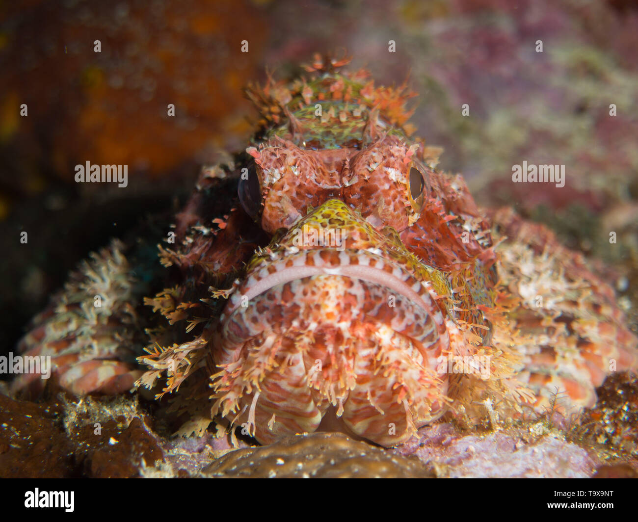 OLYMPUS DIGITALKAMERA Stockfoto