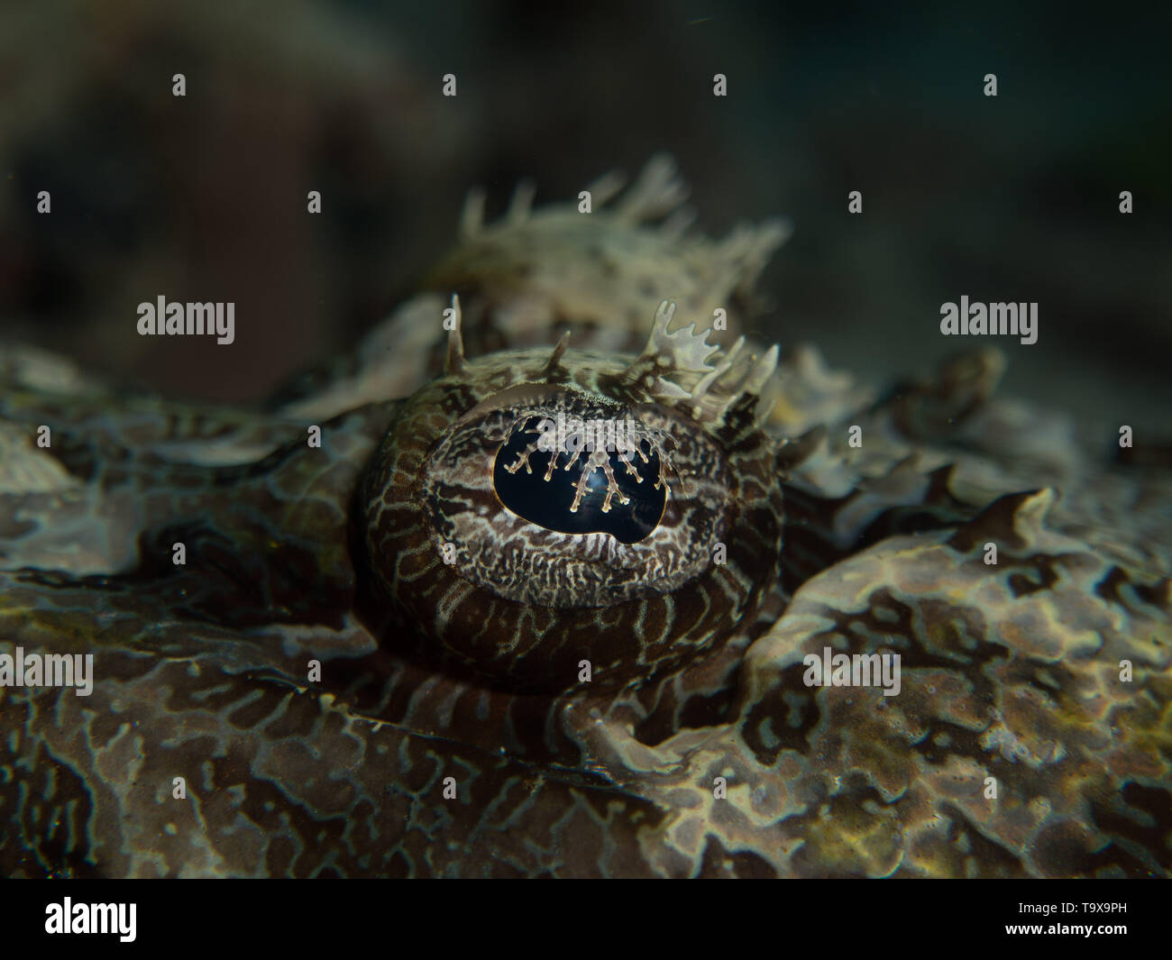 OLYMPUS DIGITALKAMERA Stockfoto