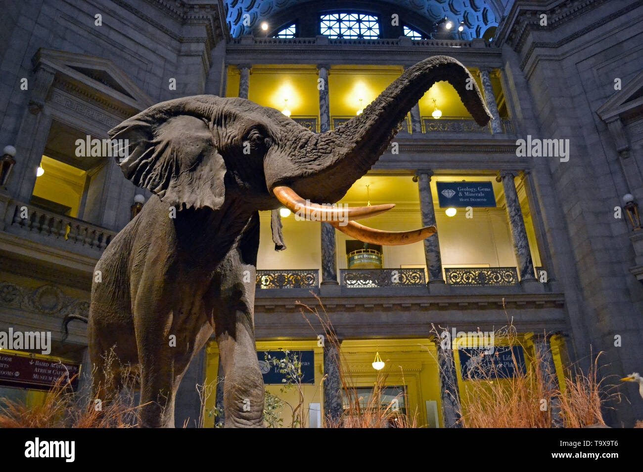 Taxidermy Beispiel eines Afrikanischen Elefanten auf Anzeige an der Smithsonian National Museum of Natural History, Washington DC, USA Stockfoto