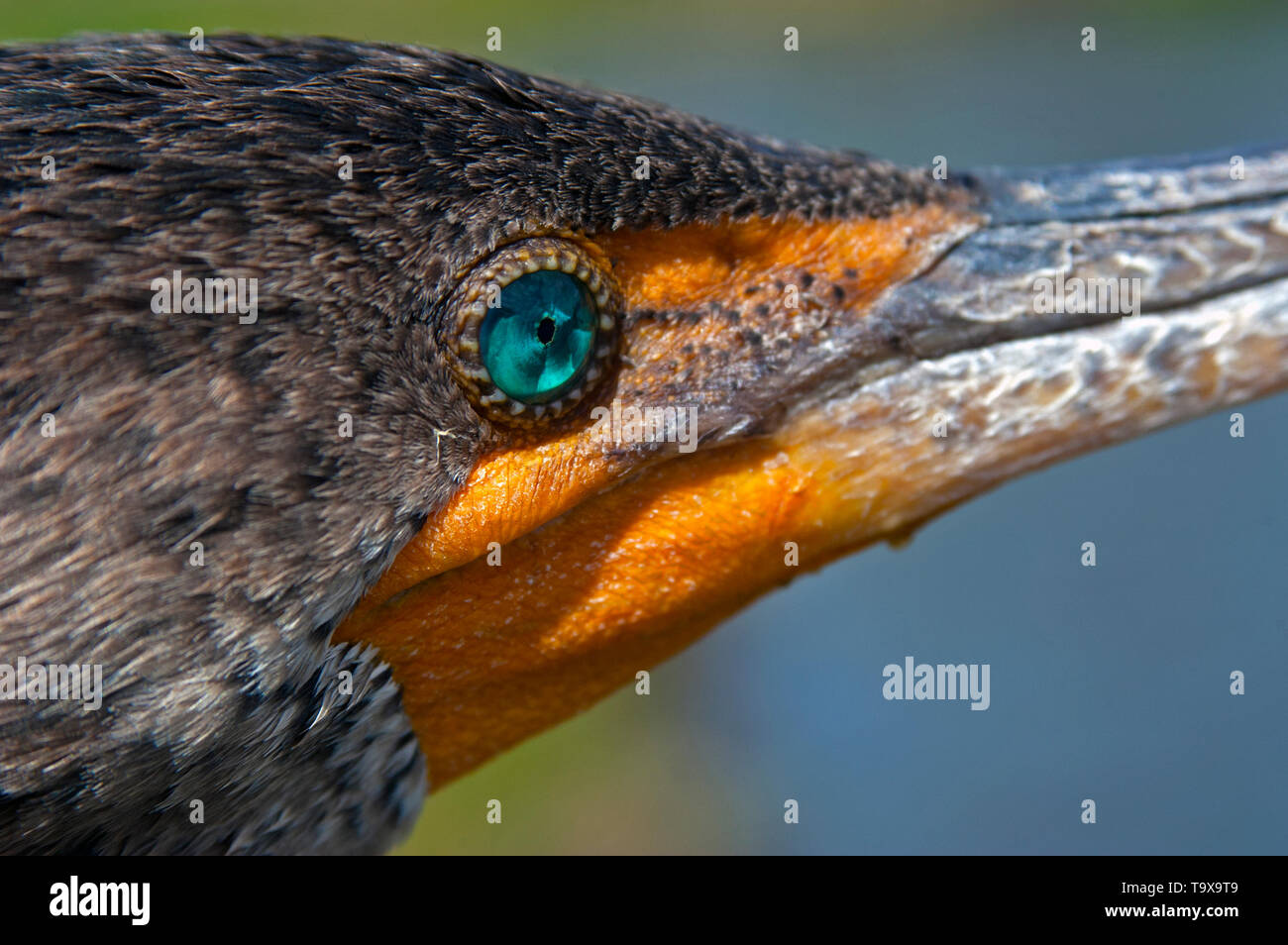 , Anhinga Anhinga anhinga, Auge Detail, Everglades National Park, Florida, USA Stockfoto