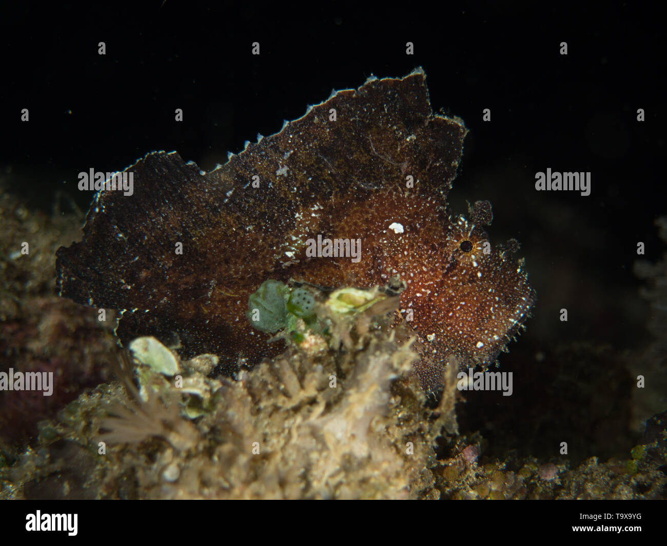 OLYMPUS DIGITALKAMERA Stockfoto