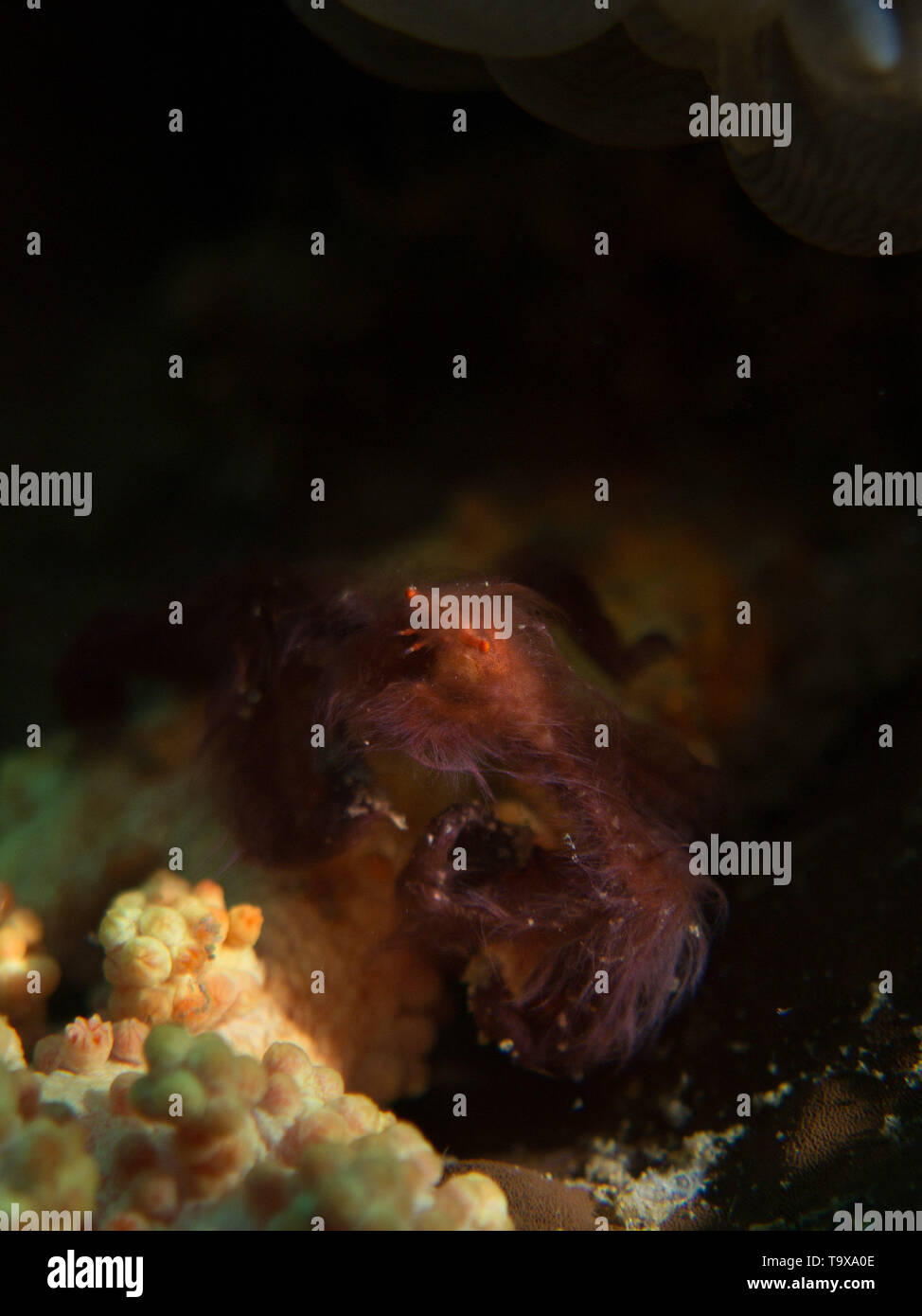 Orang-utan Krabbe makro Unterwasser Fotografie Thema an einem Korallenriff in der Bunaken, Indonesien Stockfoto