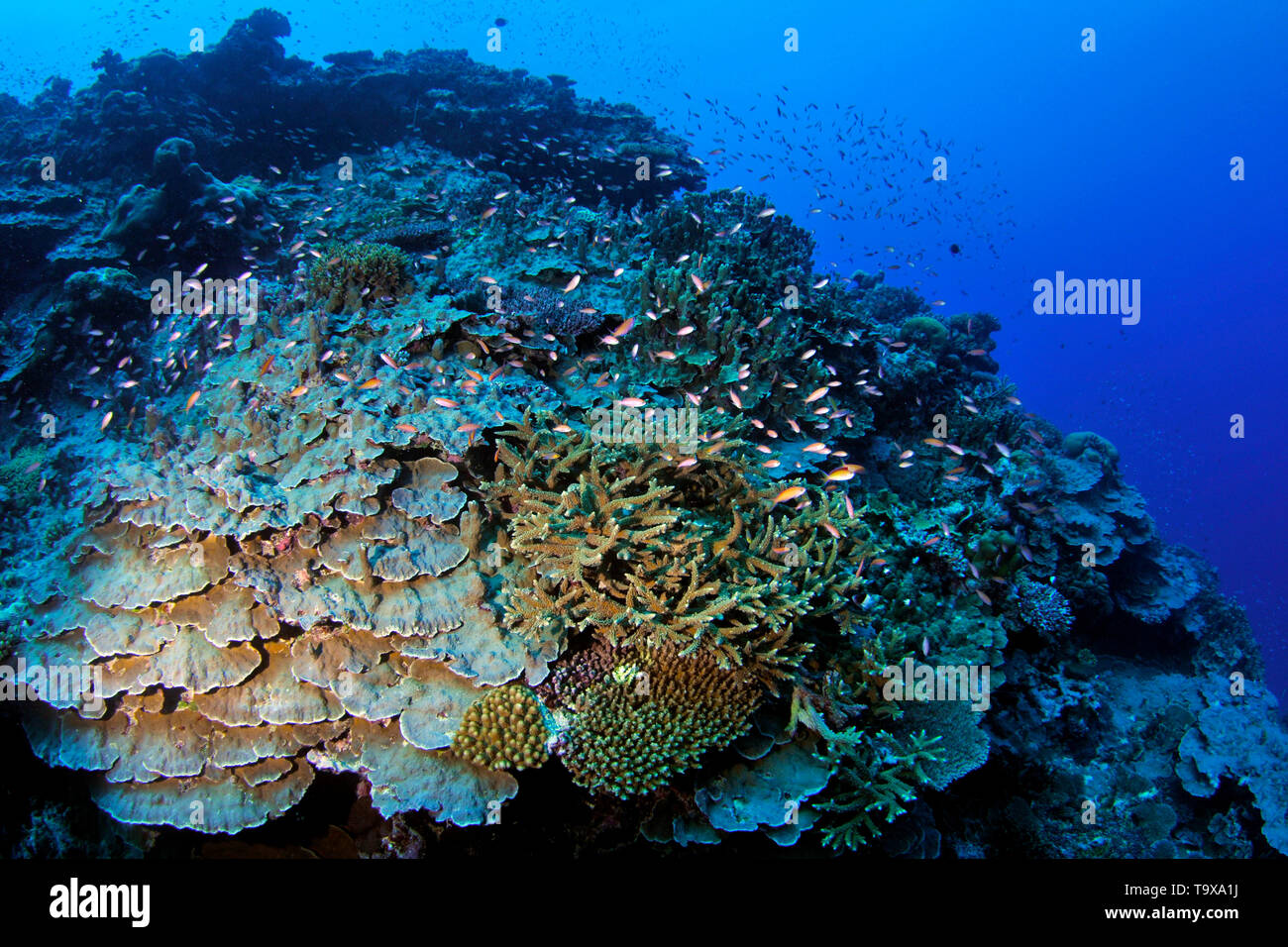 Korallenriff Szene Unterwasser, Wallis, Wallis und Futuna, Süd Pazifik Stockfoto