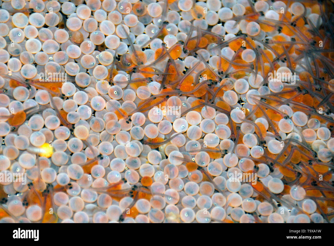 Lachs, Eier und Setzlinge, Nikko Labor Fischereiforschung Agentur, Nikko, Japan Stockfoto