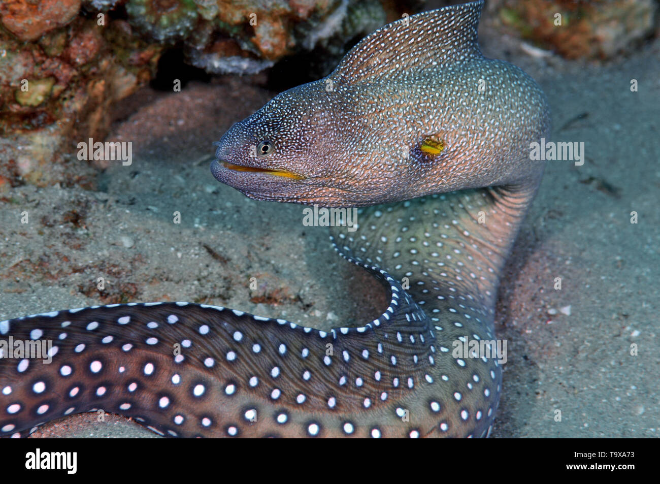 Sternenhimmel oder gelb in den Mund genommen Muräne Gymnothorax Nudivomer, Eilat, Israel, Rotes Meer Stockfoto