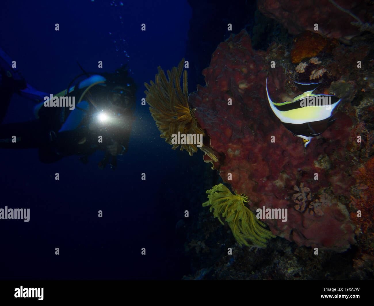 Frau Scuba Diver (vorhandene Model Release) mit Fass schwamm und Feder Sea Star und maurischen Idol Underwater Coral Reef von Bunaken National Park, Stockfoto