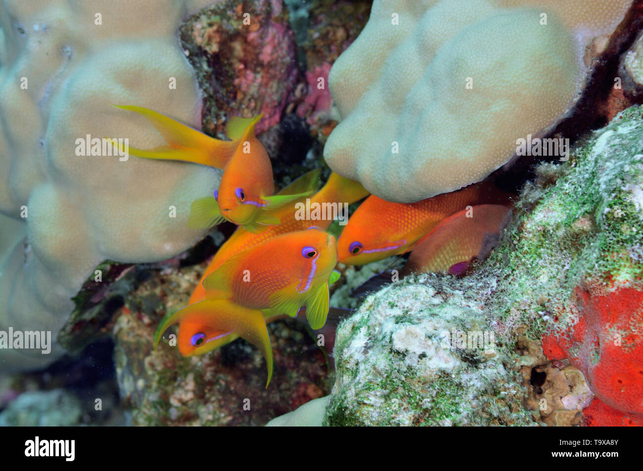 Weibliche Scalefin oder Lyretail Anthias, Pseudanthias Squamipinnis und Korallenriff, Eilat, Israel, Rotes Meer Stockfoto