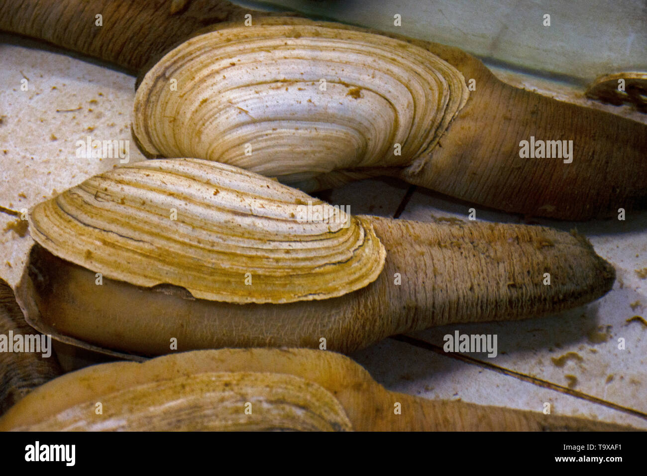 Geoducks auf Anzeige an der Seafood Market in Haikou, Hainan Insel, China Stockfoto