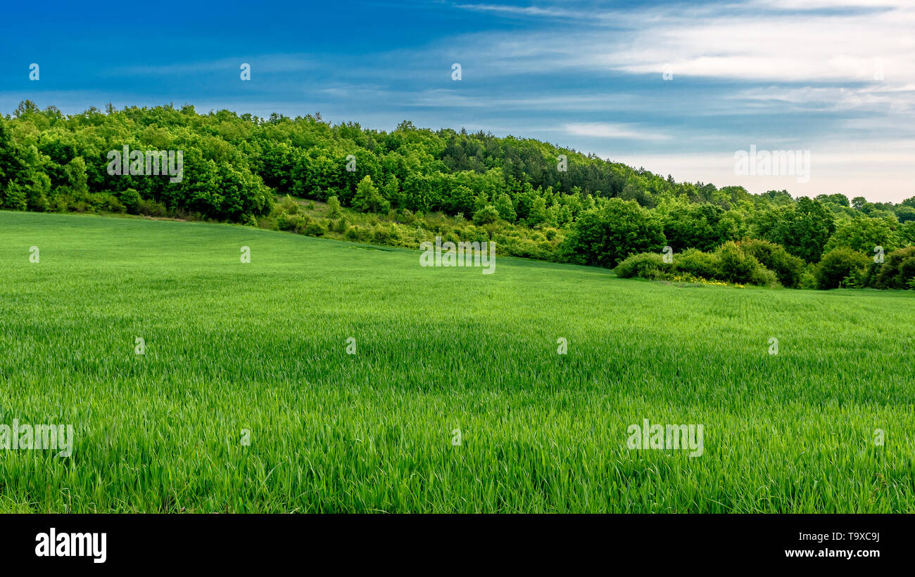 Grünes weizenfeld am Hang Stockfoto