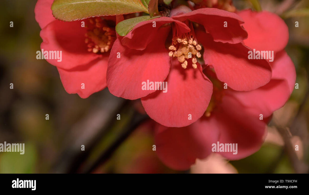 Chinesische quitte Fotos und Bildmaterial in hoher Auflösung Alamy