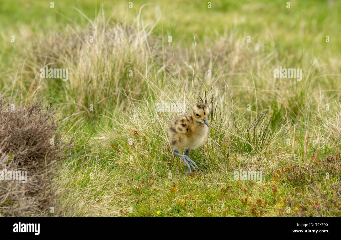 Curlew Küken, Wissenschaftlicher Name: Numenius arquata) Frisch geschlüpfte Küken curlew auf einem Grouse Moor in Yorkshire. Boden brütende Vögel sind sehr anfällig Stockfoto