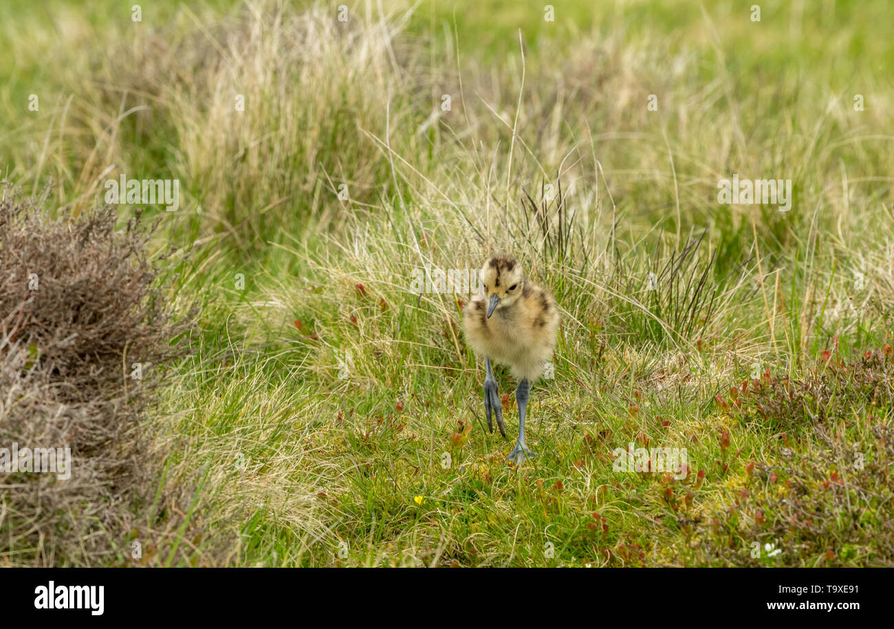 Curlew Küken, Wissenschaftlicher Name: Numenius arquata) Frisch geschlüpfte Küken curlew auf einem Grouse Moor in Yorkshire. Boden brütende Vögel sind sehr anfällig Stockfoto
