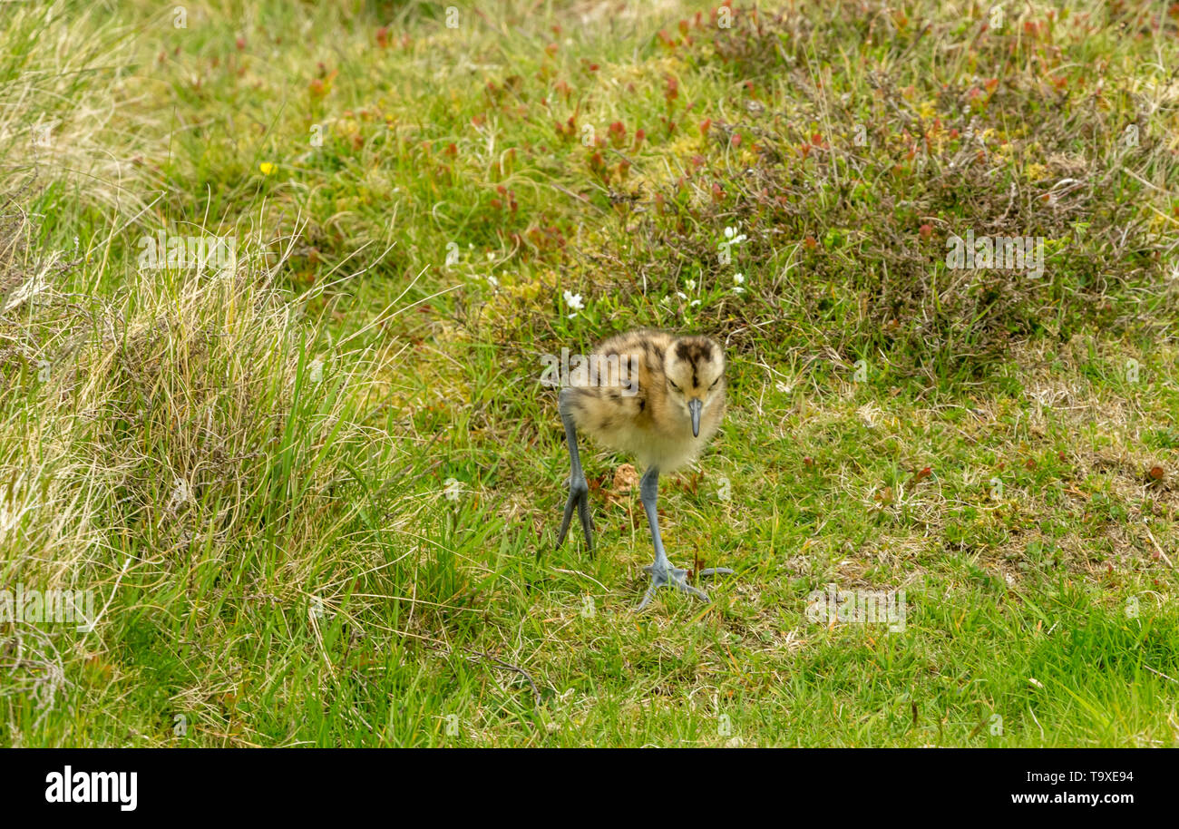 Curlew Küken, Wissenschaftlicher Name: Numenius arquata) Frisch geschlüpfte Küken curlew auf einem Grouse Moor in Yorkshire. Boden brütende Vögel sind sehr anfällig Stockfoto