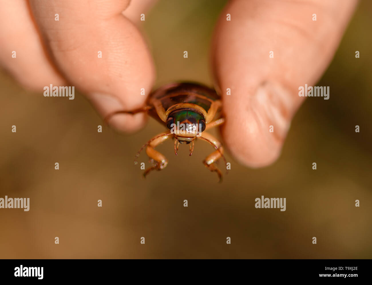 Der entomologe hält die live Insekt mit seinen Fingern. Ein RÄUBERISCH Tauchen Käfer (dytiscidae) ist in männlicher Hand, die Nahaufnahme. Stockfoto