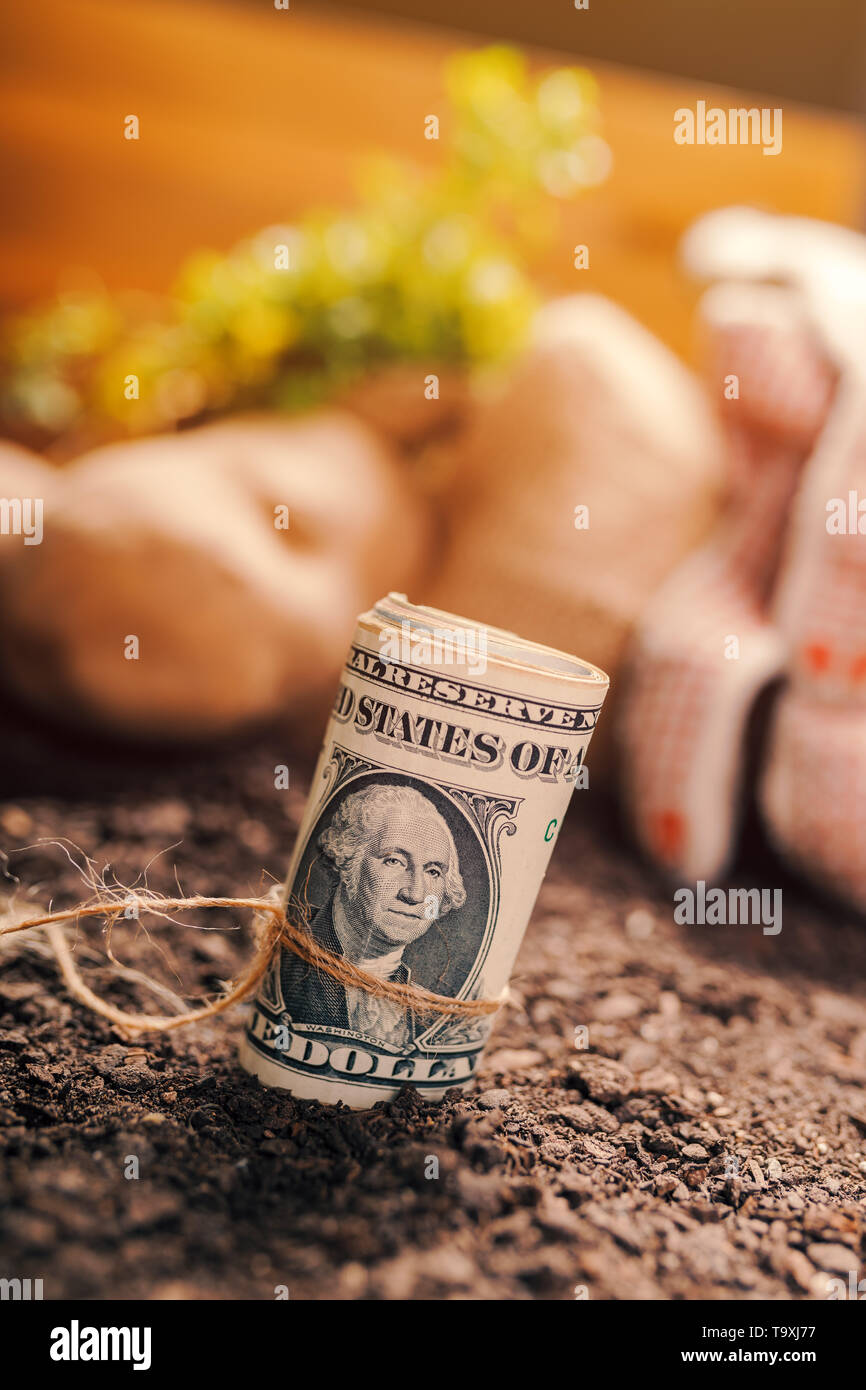 Gewinne aus biologischem Anbau der Kartoffel und Petersilie, Rolle von US-Dollar Banknoten auf gartenboden mit Kartoffel knolle und Petersilie Wurzel im Hintergrund Stockfoto