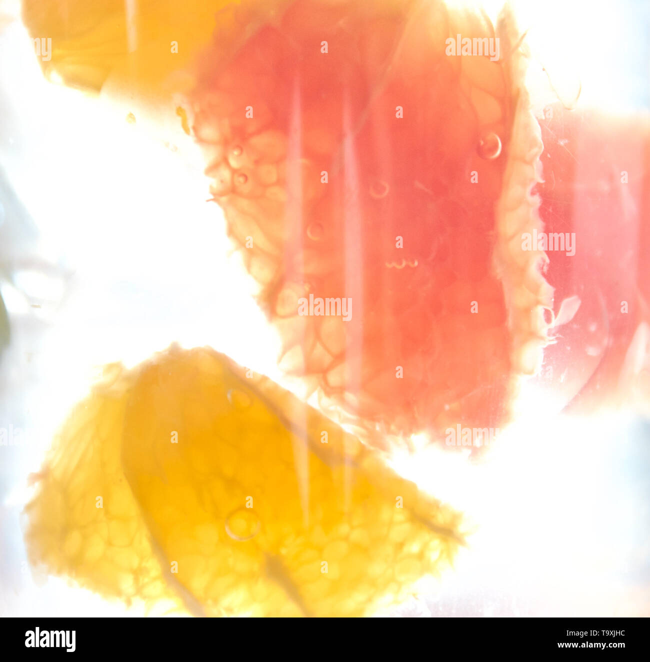 Citrus detox Drink. bunten tropischen und Zitrusfrüchten in Scheiben geschnittene Scheiben in einem Glas Wasser. close-up. Stockfoto