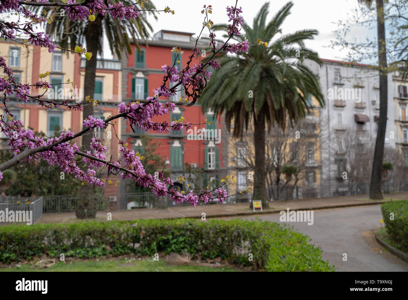 Botanischer Garten von Neapel, Orto Botanico, die Gebäude der Via Foria Stockfoto