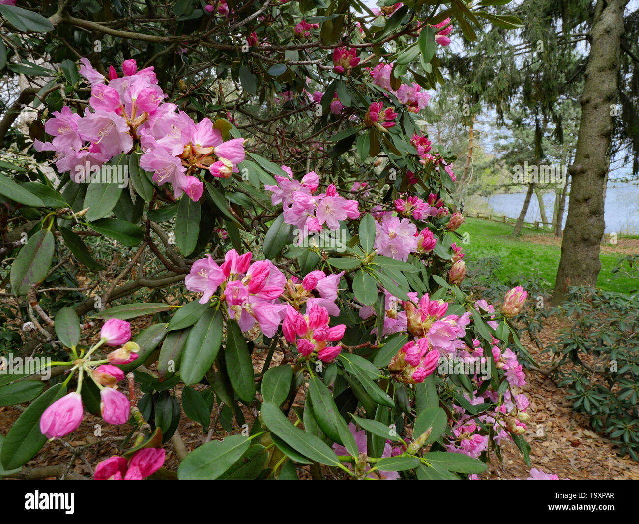 In der Nähe von rosa Rhododendron Bush mit einigen Blüten noch nicht geöffnet Stockfoto