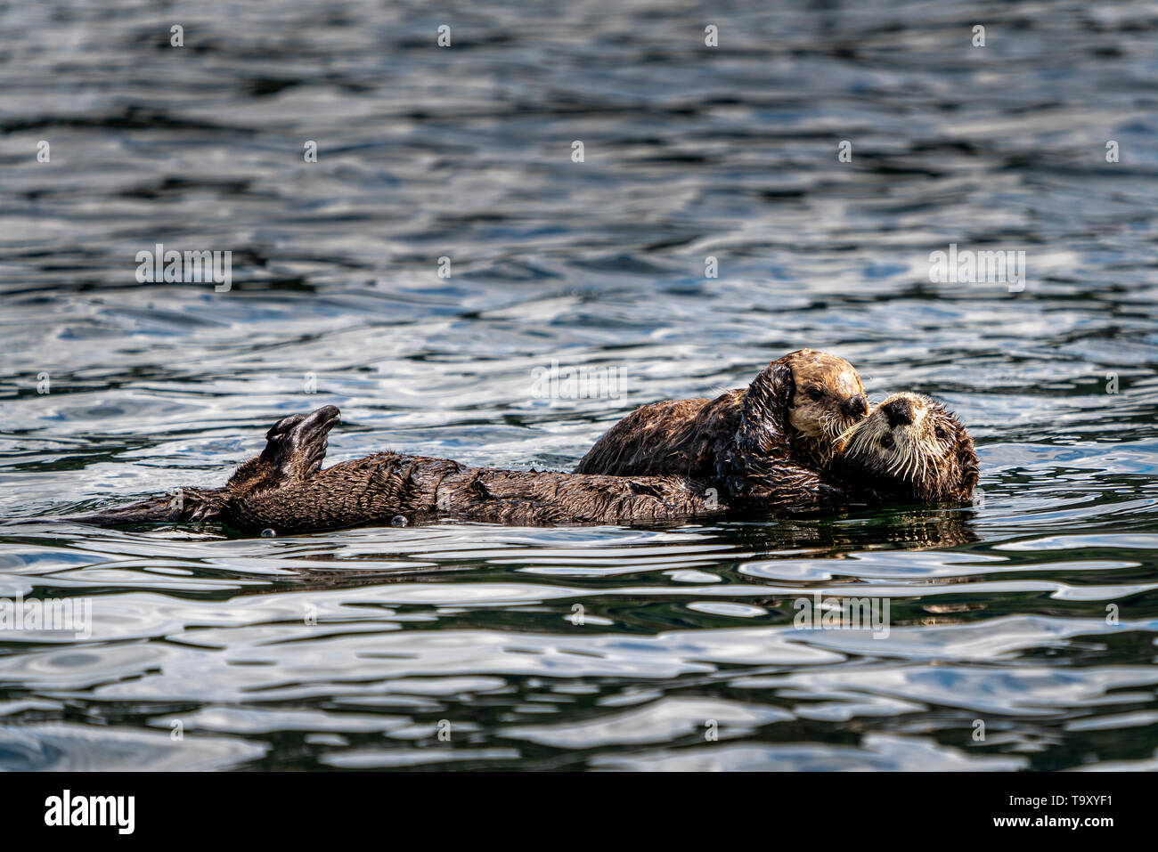 Seeotter (Enhydra lutris) vor der nordwestlichen Küste von Vancouver Island, Cape Scott, British Columbia, Kanada. Stockfoto