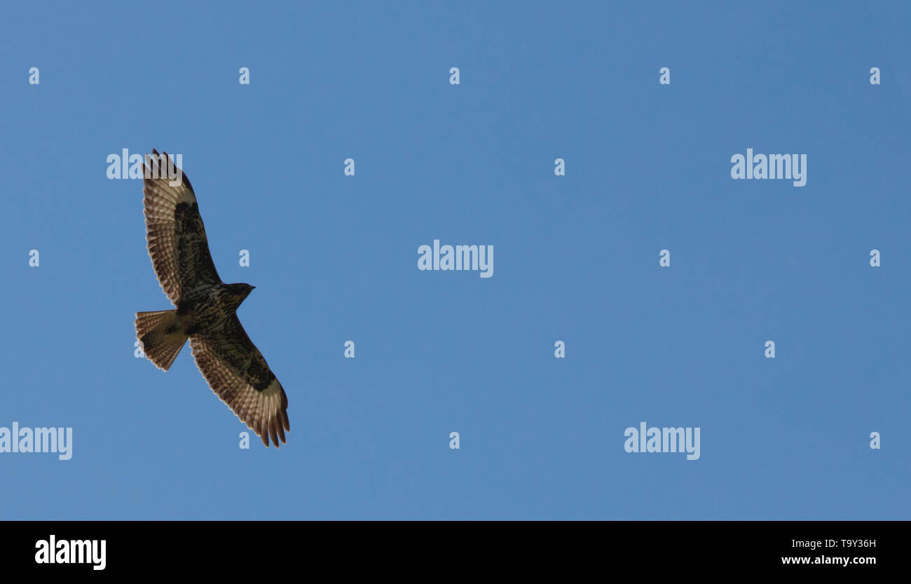 Mächtige Adler fliegen hoch in der schönen blauen bewölkten Himmel zeigt Seine Silhouette im Frühjahr Stockfoto