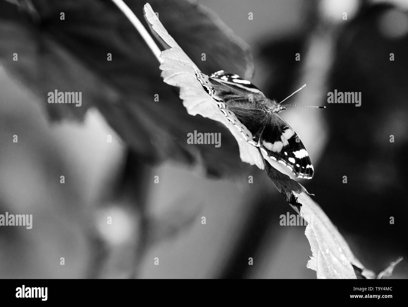 Braun und Orange Butterfly genießen die Sonne auf ein Blatt in den österreichischen Alpen Stockfoto
