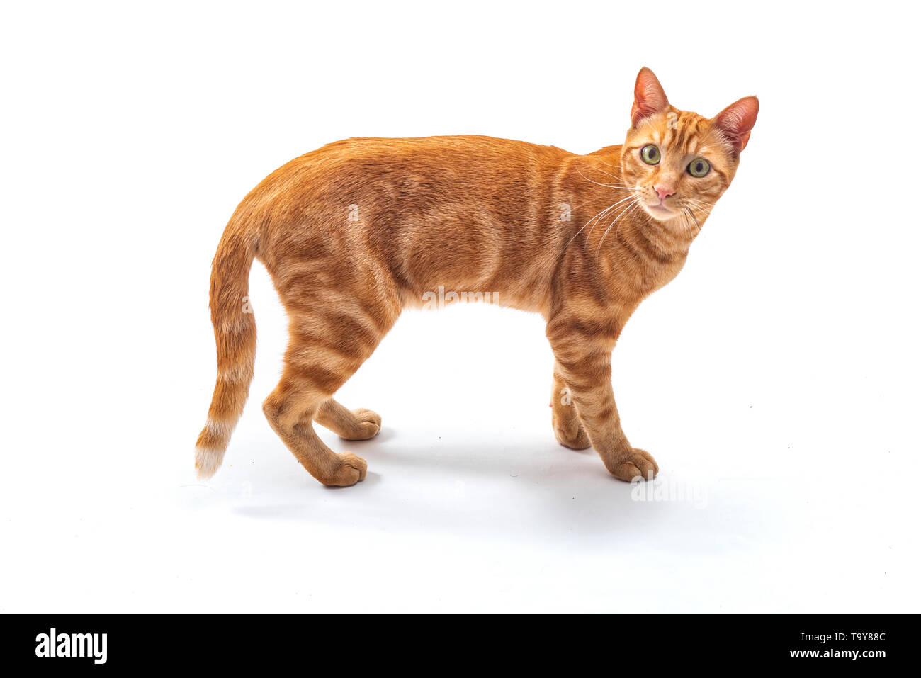 Ein Dominantes Männchen, Eine Rote Katze Mit Hoden Ohne Schwanz Liegt Auf  Der Seite Unter Dem Auto. Lizenzfreie Fotos, Bilder und Stock Fotografie.  Image 105302190.