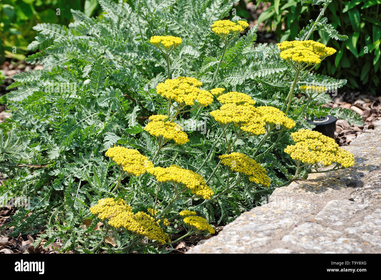 Schafgarbe mit gelben Blüten in einem Kräutergarten Stockfoto