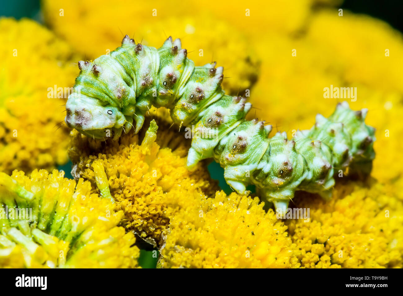 Exotische Raupe Insekt auf Blume Makro Stockfoto