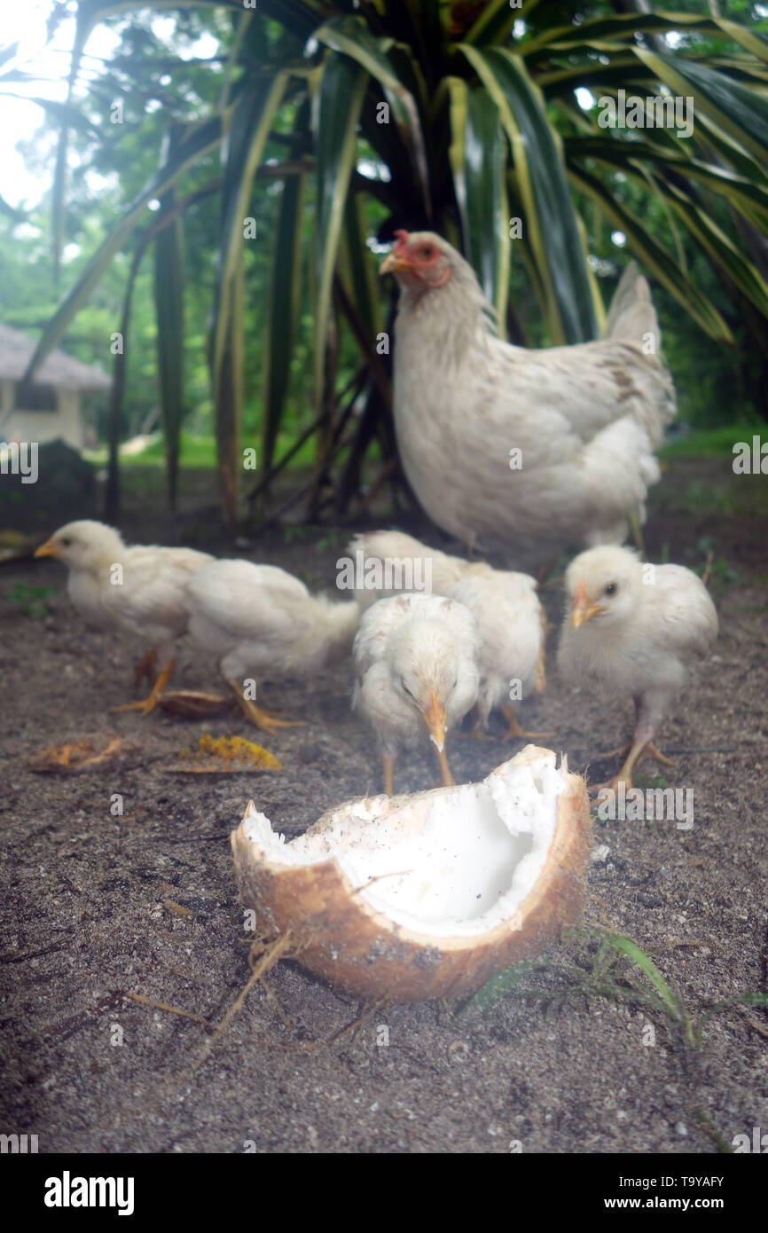Hühner an gebrochenen Kokosnüsse Federpicken, Lonnoc Bay, Espiritu Santo, Vanuatu Stockfoto
