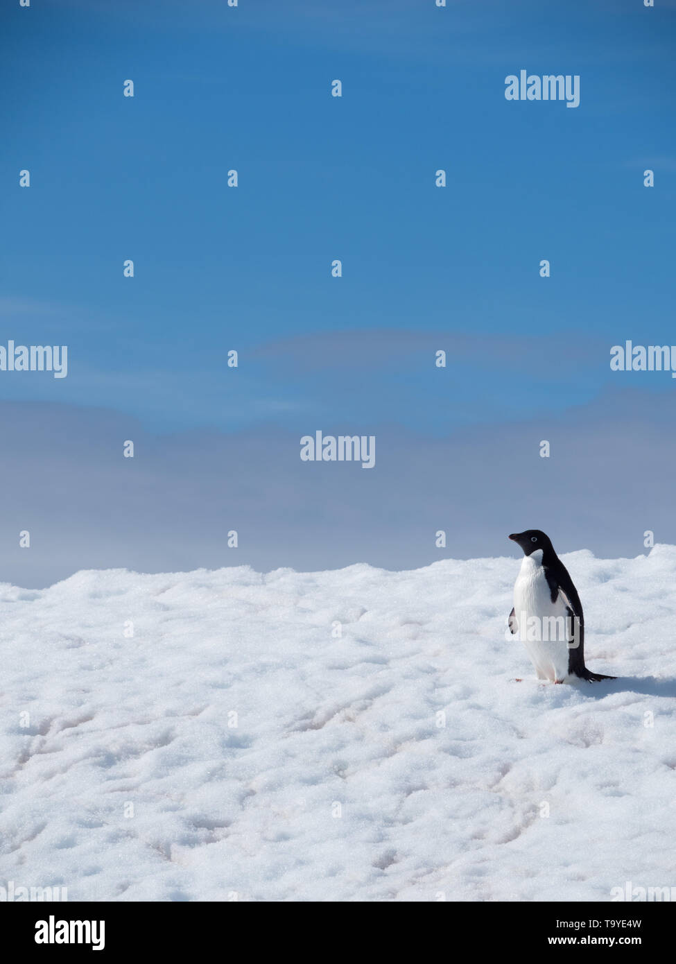 Eine einzelne Adelie Pinguin stehend auf einem schneebedeckten Eisberg floating im südlichen Atlantik mit blauem Himmel und graue Wolken über. Stockfoto