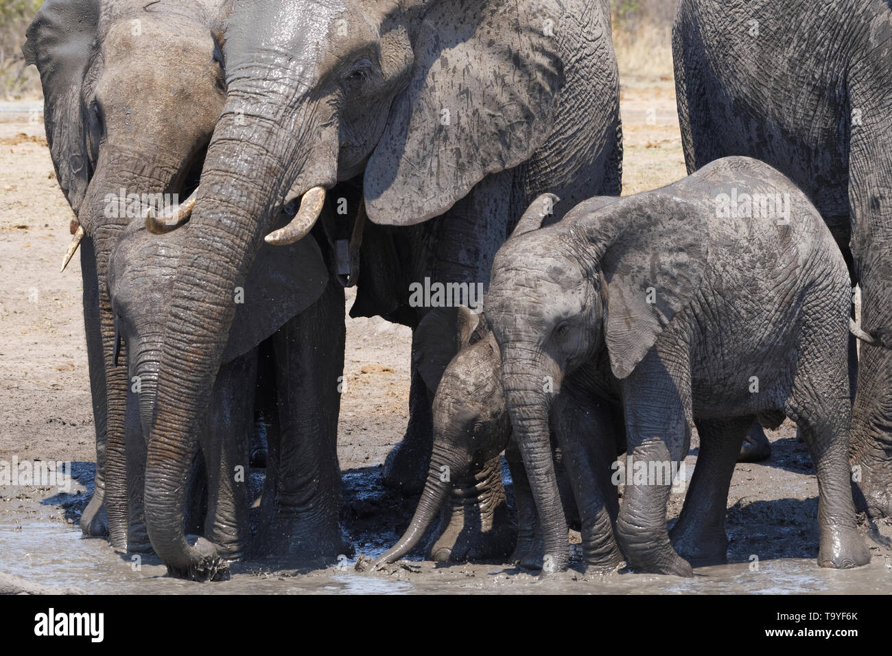 Afrikanischen Busch Elefanten (Loxodonta africana), Herde mit Kälbern und Baby an ein schlammiges Wasserloch, Krüger Nationalpark, Südafrika, Afrika Stockfoto