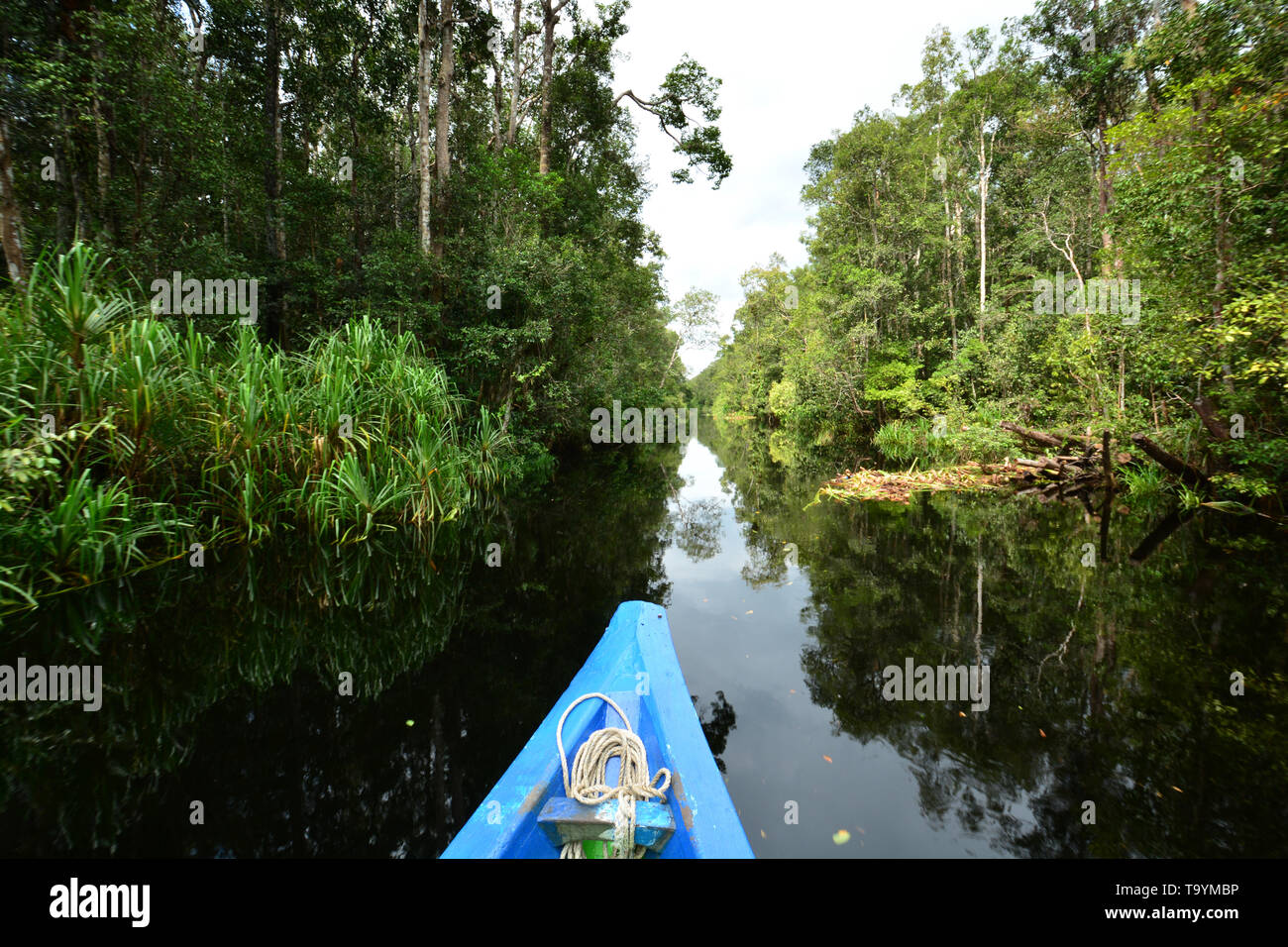 Klotok, ein traditionelles Holzboot, fährt auf dem Sekonyer River. Tanjung Puting National Park, Kalimantan-Borneo, Indonesien Stockfoto