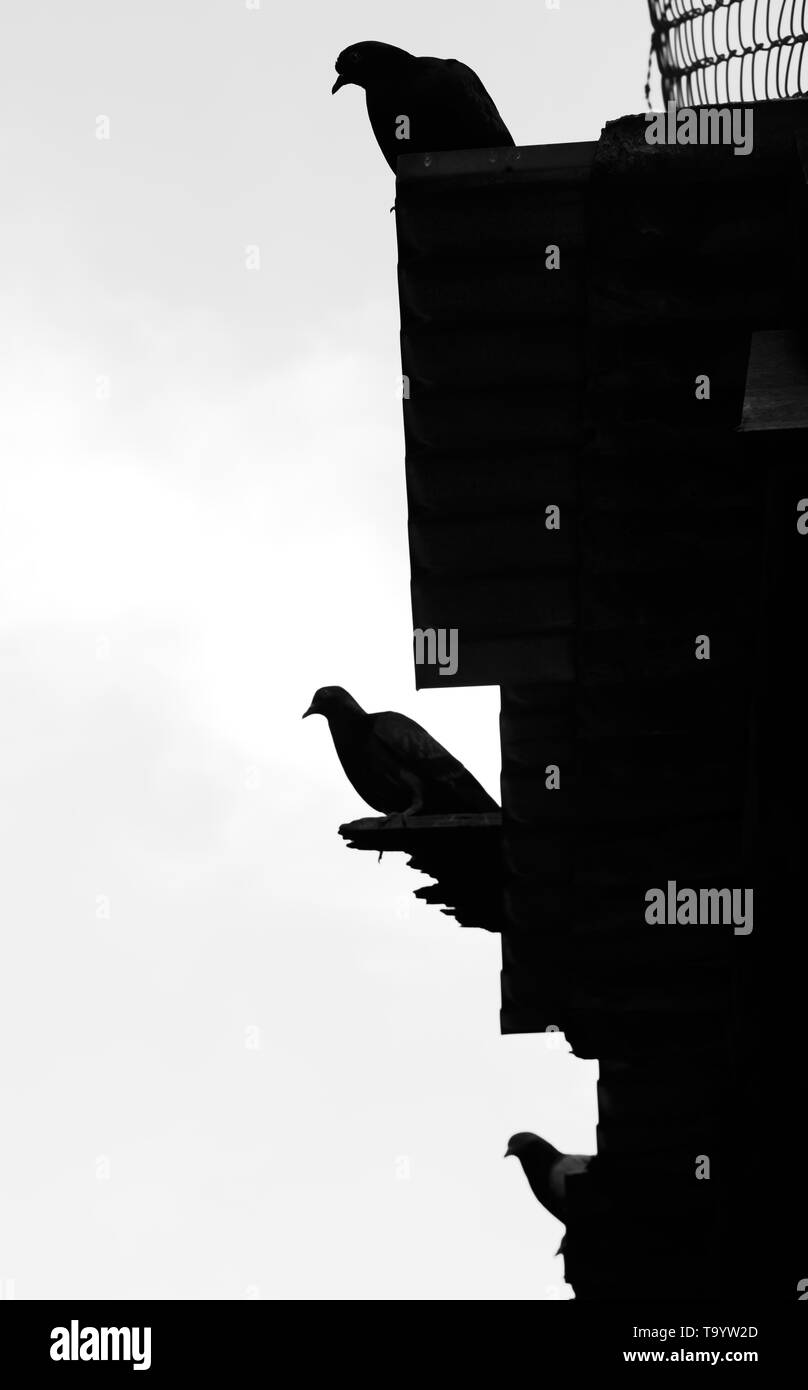 Drei schwarze Schlucken auf eave Stockfoto