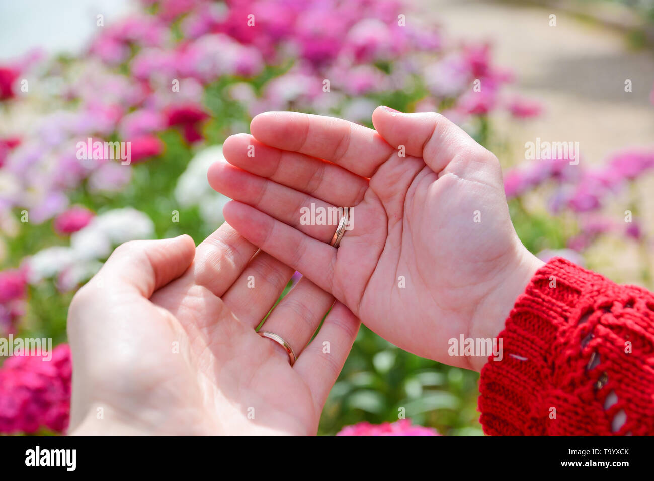 Hände von Ehepaar mit Hochzeit Ringe gegen Rosa Blumen Hintergrund. Stockfoto
