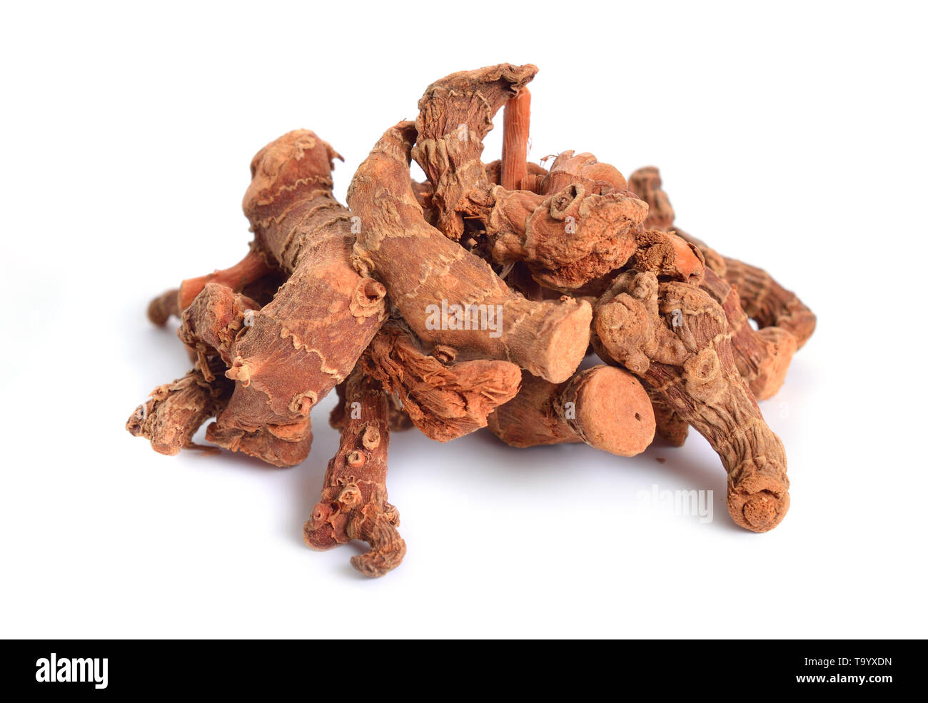 Alpinia officinarum, bekannt als weniger Galgant, oder Havlucan. Getrocknete Wurzel. Auf weißem Hintergrund, Stockfoto