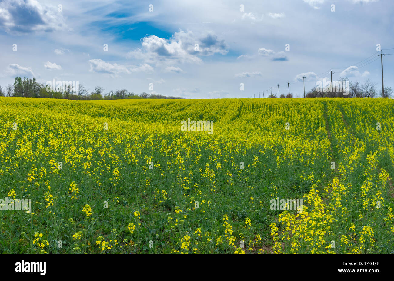 Frühling Landschaft mit einem landwirtschaftlichen blühenden Rapsfeld in der Ukraine Stockfoto