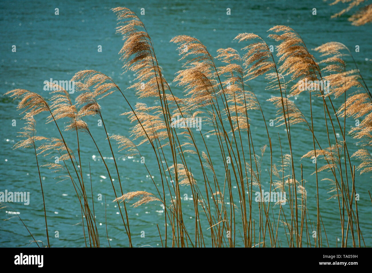 Flussbett mit schilf Fotos und Bildmaterial in hoher Auflösung Alamy