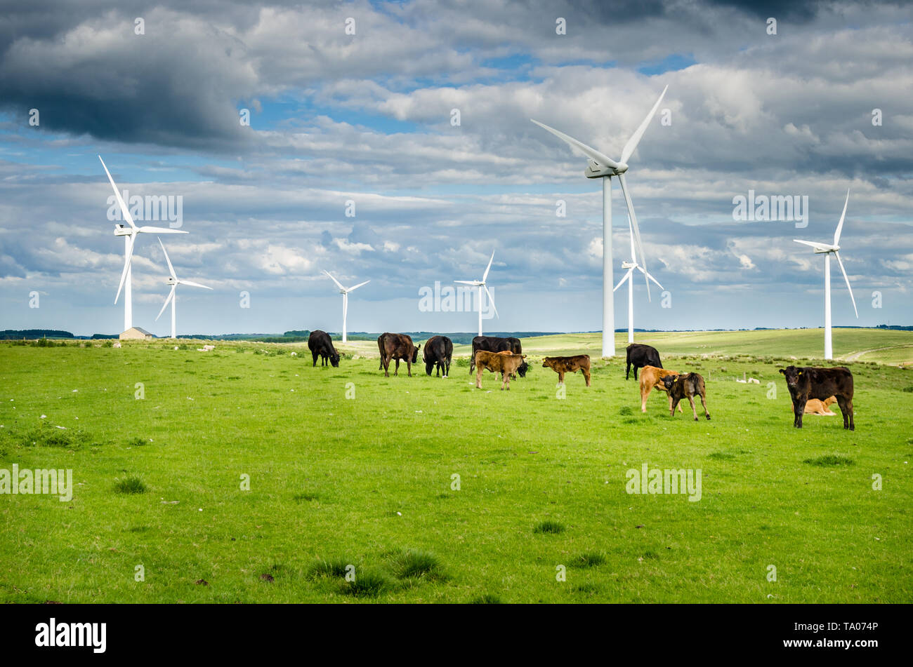 Windenergieanlagen in einer Wiese mit Kühe grasen in Northumberland, England, an einem bewölkten Frühling Stockfoto